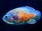 遊戲Tiger Fish Jigsaw在線