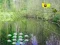 遊戲Sunlight Forest Adventure在線