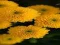 遊戲Chrysanthemums Jigsaw在線