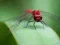 遊戲Dragon Fly Jigsaw在線