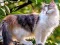 遊戲Rotate Puzzle - Cats and Dogs在線