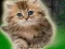 遊戲Couple Kitten Escape在線