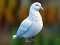 遊戲Realistic Pigeon Rescue在線
