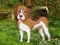 遊戲Flower Garden Dog Escape在線