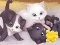 遊戲Jigsaw Puzzle: Playing Cats在線