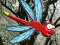 遊戲Escape From Dragonfly Forest在線