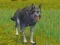 遊戲The Wolf: Wild Animal Simulator在線