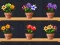 遊戲Good Flower Master在線