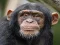 遊戲Chimpanzee Jigsaw在線
