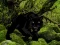 遊戲Escape from Black Panther Forest在線
