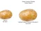 遊戲Potato Construct 2 Edition在線
