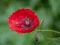 遊戲Poppy Nature Flower Jigsaw在線