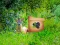 遊戲Return To Alsunga Forest在線