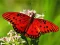 遊戲Nature Jigsaw Puzzle Butterfly在線