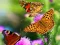 遊戲Butterfly Slide在線