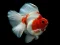 遊戲Gold Fish Jigsaw Puzzle在線