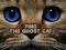 遊戲Find the Ghost Cat在線