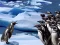 遊戲Penguins Slide在線