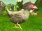 遊戲Chicken Shooter在線