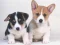 遊戲Cute Puppies Puzzle在線