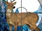 遊戲Sniper Stag Hunter在線