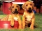 遊戲Puppy Pairs Puzzle在線