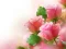 遊戲Pink Roses在線