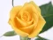 遊戲Yellow Roses在線