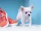遊戲Lovely Puppy Puzzle在線