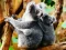 遊戲Cute Baby Koala Bear在線