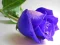 遊戲Blue Roses在線