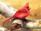 遊戲Art Birds Puzzle在線