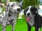 遊戲Dog Simulator 3d在線
