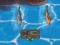 遊戲Titanic Shark Attacks在線