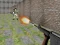 遊戲Bullet Fire在線