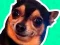 遊戲What meme dog are you ?在線