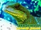 遊戲Chinese Water Dragon Jigsaw在線