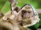 遊戲Chimpanzee Jigsaw在線