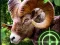 遊戲Crazy Goat Hunter 2020在線
