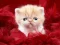 遊戲Funny Kitty在線