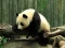 遊戲Pandas Puzzle在線