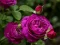 遊戲Purple Roses在線
