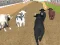 遊戲Angry Bull Racing在線
