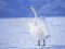 遊戲Graceful Swans在線