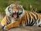遊戲Animals Jigsaw Puzzle Tiger在線