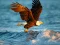 遊戲Animals Jigsaw Puzzle Eagle在線