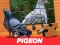 遊戲Pigeon Jigsaw Puzzle在線