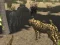遊戲African Cheetah Hunting Simulator在線