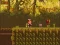 遊戲The Lost Forest在線