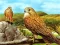 遊戲Birds of Prey Slide在線